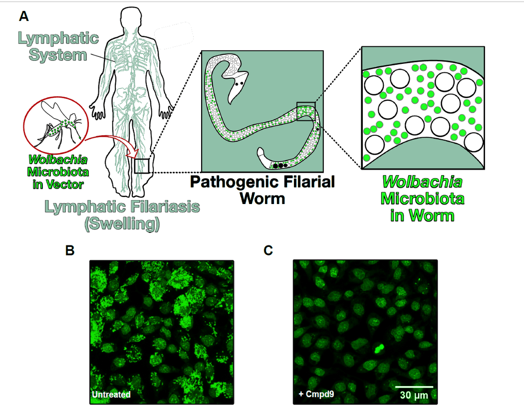 Illustration showing how filarial worms hosting Wolbachia cause lymphatic filariasis (top). Microscopy images show green Wolbachia before and after treatment with a boron-based compound (bottom). Illustration showing how filarial worms hosting Wolbachia cause lymphatic filariasis (top). Microscopy images show green Wolbachia before and after treatment with a boron-based compound (bottom).
