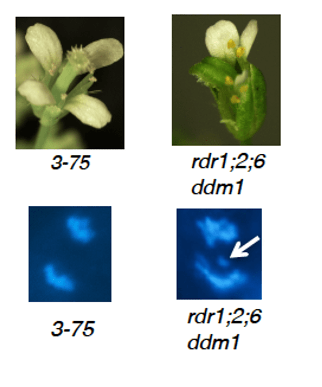Top: Photograph of DNA methylation and short interfering RNA mutant (right) plants or those that have been rescued with short RNA hairpins. Bottom: Fluorescent microscopy image showing centromeres (blue) that either segregate appropriately (left) or improperly (right). Top: Photograph of DNA methylation and short interfering RNA mutant (right) plants or those that have been rescued with short RNA hairpins. Bottom: Fluorescent microscopy image showing centromeres (blue) that either segregate appropriately (left) or improperly (right).