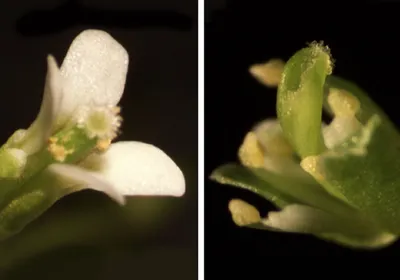 Photograph of two Arabidopsis plants that either are from a genotype deficient in DNA methylation and small interfering RNAs from transposable elements (right) or has been rescued with the introduction of short hairpin RNAs. Whereas the plant on the left has four white petals like a normal plant, the plant on the right lacks these petals. Photograph of two Arabidopsis plants that either are from a genotype deficient in DNA methylation and small interfering RNAs from transposable elements (right) or has been rescued with the introduction of short hairpin RNAs. Whereas the plant on the left has four white petals like a normal plant, the plant on the right lacks these petals.
