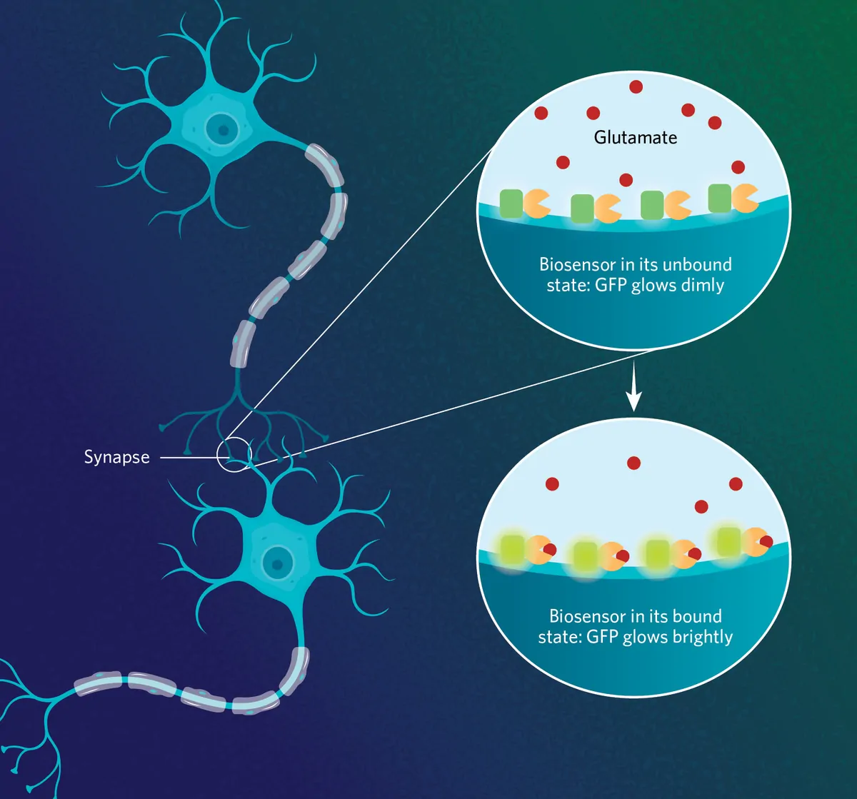 Illustration showing how iGluSnFR3, tracks glutamate release at the synapse level. Upon binding to glutamate, the reporter changes its conformation, intensifying the signal of its fluorescent protein. Illustration showing how iGluSnFR3, tracks glutamate release at the synapse level. Upon binding to glutamate, the reporter changes its conformation, intensifying the signal of its fluorescent protein.