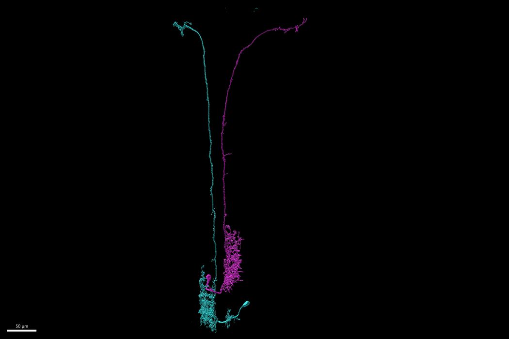 Illustration of multiple blue and yellow neurons connected into a complex network. Illustration of multiple blue and yellow neurons connected into a complex network.