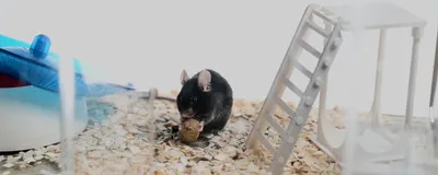 A mouse eating a food pellet inside its cage.