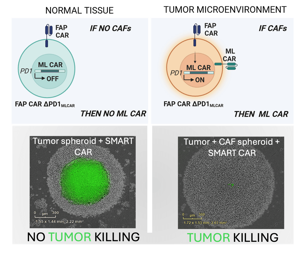 A photo of a graphical abstract (top) created with BioRender and fluorescent image (bottom) showing the function of a SMART CAR T cell developed by Cellectis. On the left, in the absence of signaling from the tumor microenvironment, a tumor-specific CAR is not expressed and the tumor (green) is not killed. In the presence of a specific TME signal (right), the second CAR is expressed and the tumor is killed. A photo of a graphical abstract (top) created with BioRender and fluorescent image (bottom) showing the function of a SMART CAR T cell developed by Cellectis. On the left, in the absence of signaling from the tumor microenvironment, a tumor-specific CAR is not expressed and the tumor (green) is not killed. In the presence of a specific TME signal (right), the second CAR is expressed and the tumor is killed.