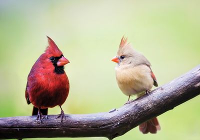 A red male cardinal and a brownish female sit on a branch in front of a green background.