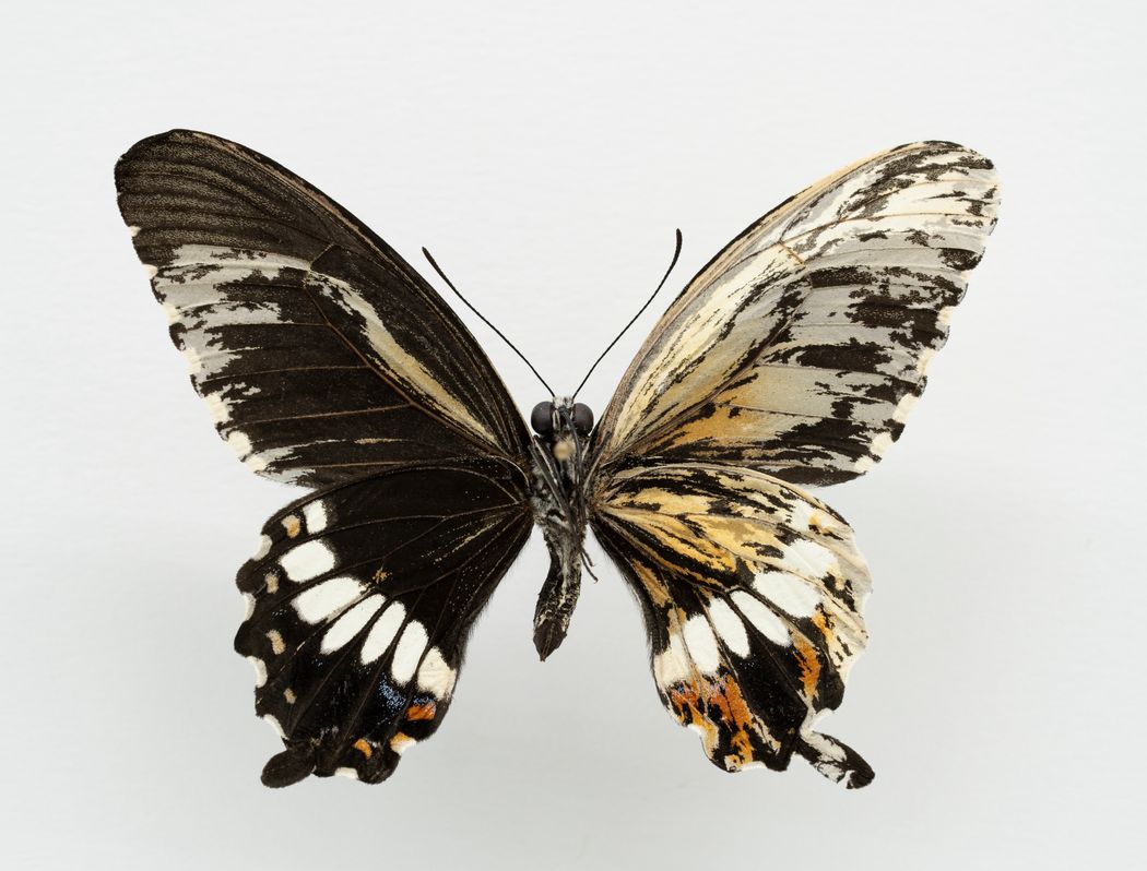 Image of a mosaic mir-193 knockout the common Mormon butterfly. Image of a mosaic mir-193 knockout the common Mormon butterfly.