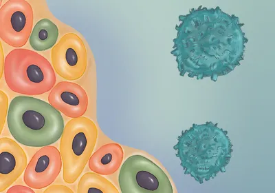 Illustration of transplanted beta-cell islets and surveilling host immune cells.