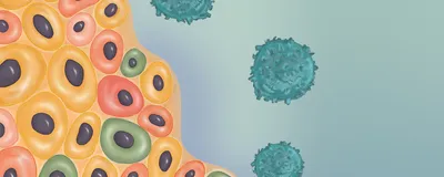 Illustration of transplanted beta-cell islets and surveilling host immune cells.