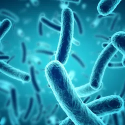A three-dimensional closeup of blue rod-shaped bacteria.