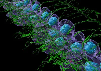 An illustration of a mouse cochlea showing hair cells, neurons and the synaptic connections between them. An illustration of a mouse cochlea showing hair cells, neurons and the synaptic connections between them.