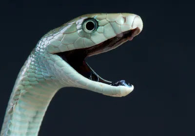 The Black Mamba is the longest, fastest and most dangerous venomous snake of Africa.
