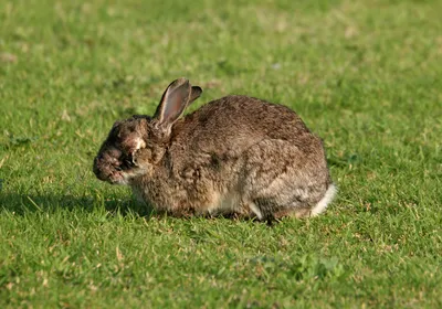 European Rabbit (Oryctolagus cuniculus) adult with advanced stages of myxomatosis Eccles-on-Sea, Norfolk, UK. October European Rabbit (Oryctolagus cuniculus) adult with advanced stages of myxomatosis Eccles-on-Sea, Norfolk, UK. October