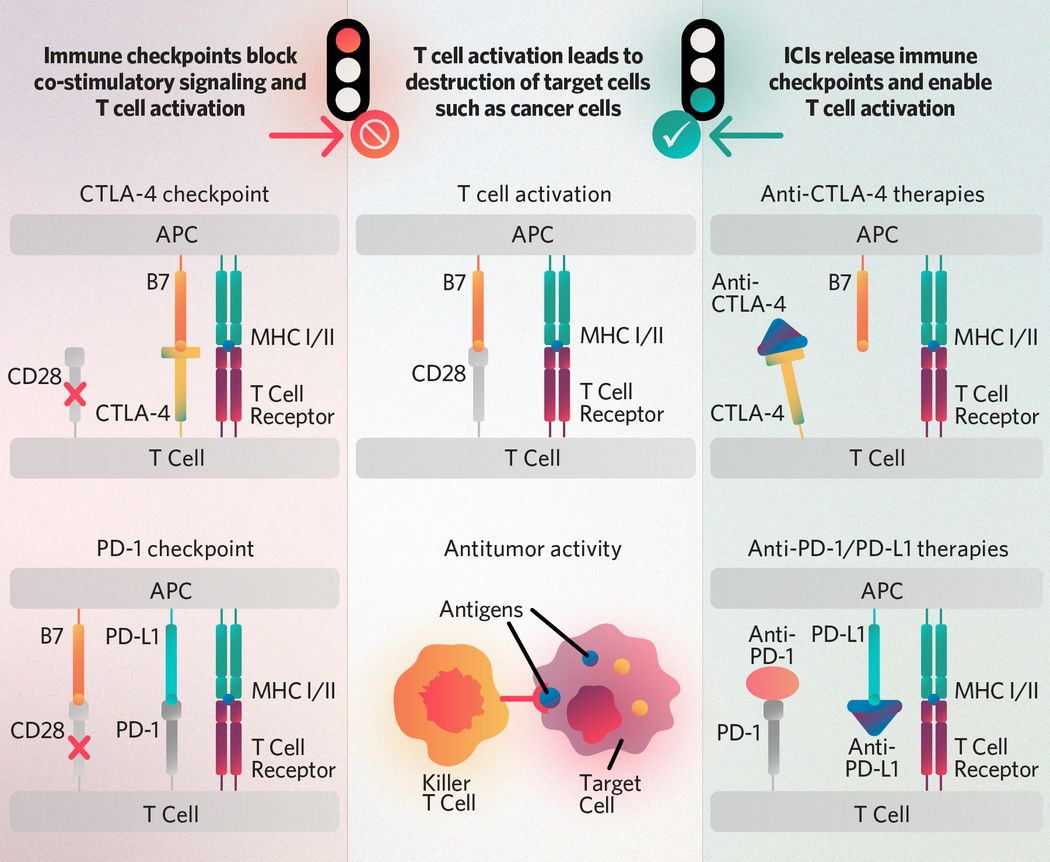Infographic illustrating CTLA-4 and PD-1 immune checkpoints that stop T cell activation by blocking T cell-expressed CD28 and antigen-presenting cell-expressed B7 family ligand interactions; and immune checkpoint inhibitor therapies anti-CTLA-4, anti-PD-1, and anti-PD-L1 that allow antitumor T cell activity to target cancer cells for destruction by the immune system.