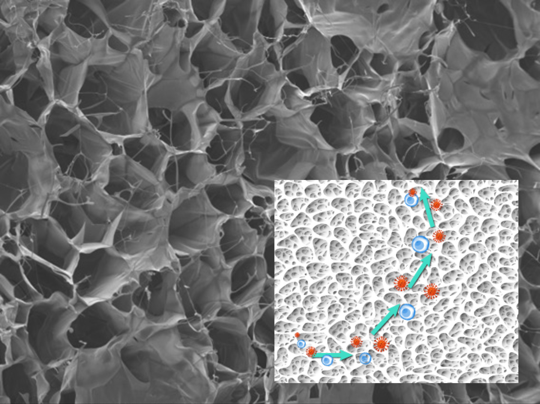 Uma imagem do microscópio eletrônico dos poros dentro de uma esponja. Inserção: um diagrama de como as células e o vírus interagem dentro dos poros.