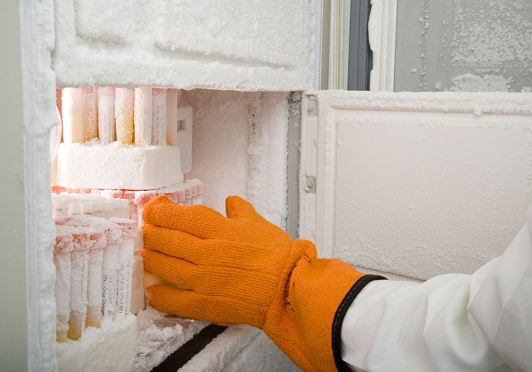 A researcher with a thermal-protective glove reaches into an ultra-low temperature freezer A researcher with a thermal-protective glove reaches into an ultra-low temperature freezer