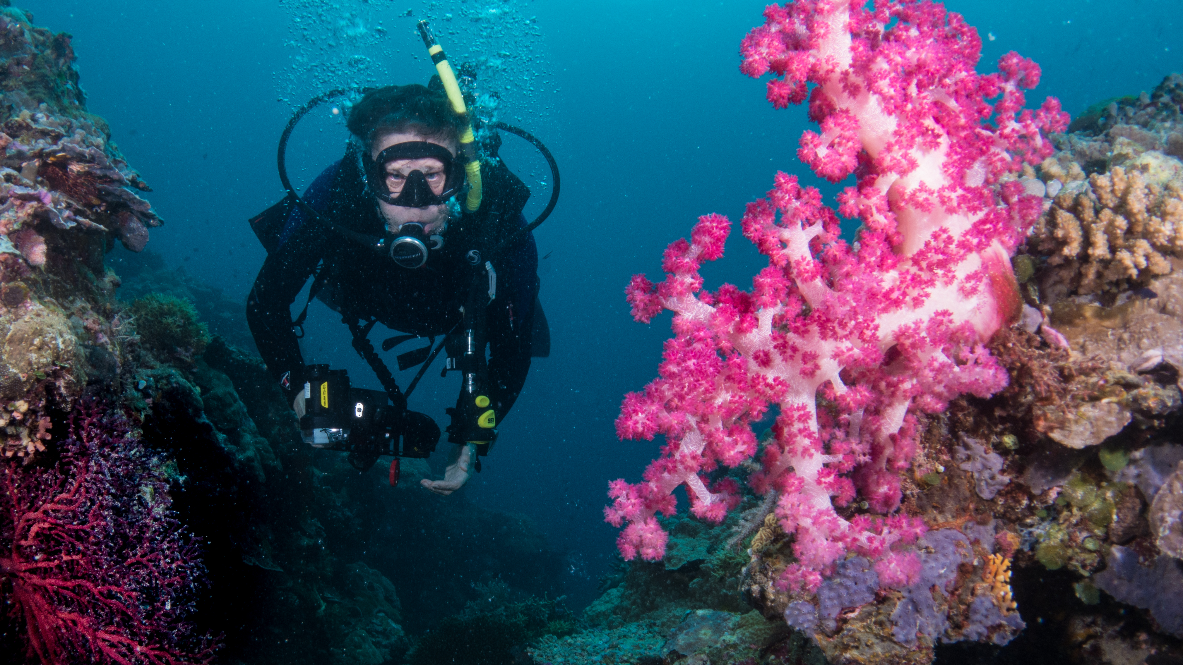 Underwater photo of John Pohl in a black diving suit surrounded by bright pink and brown coral. Underwater photo of John Pohl in a black diving suit surrounded by bright pink and brown coral.