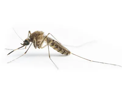 A Culex annulirostris mosquito, which transmits Japanese encephalitis virus, on a white background.