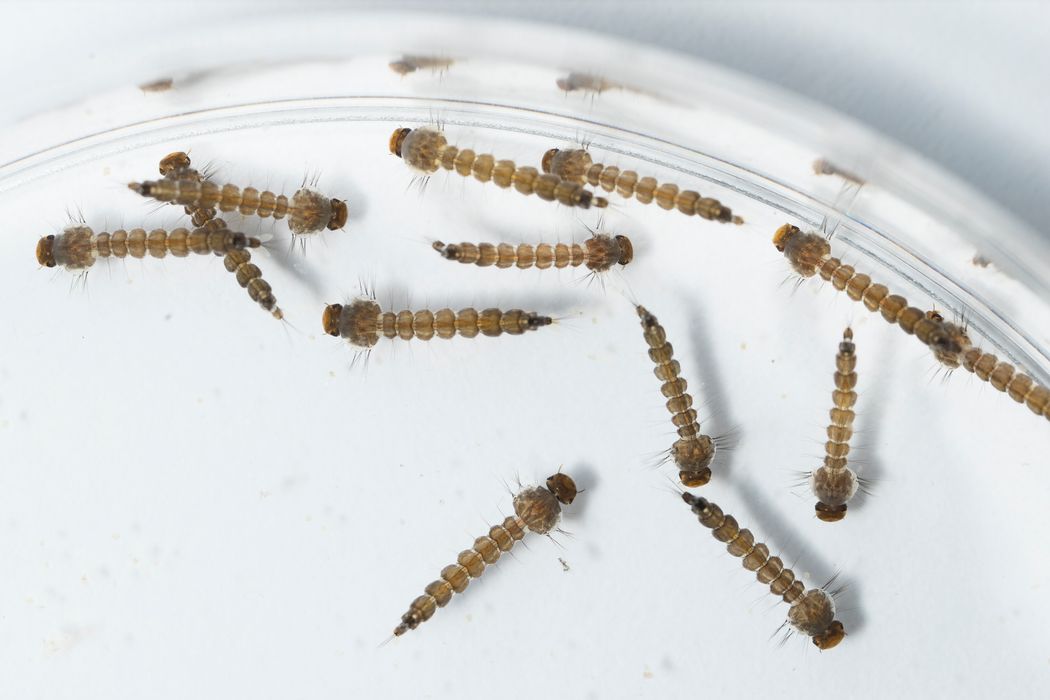 A cluster of brown, segmented mosquito larvae in a petri dish. A cluster of brown, segmented mosquito larvae in a petri dish.
