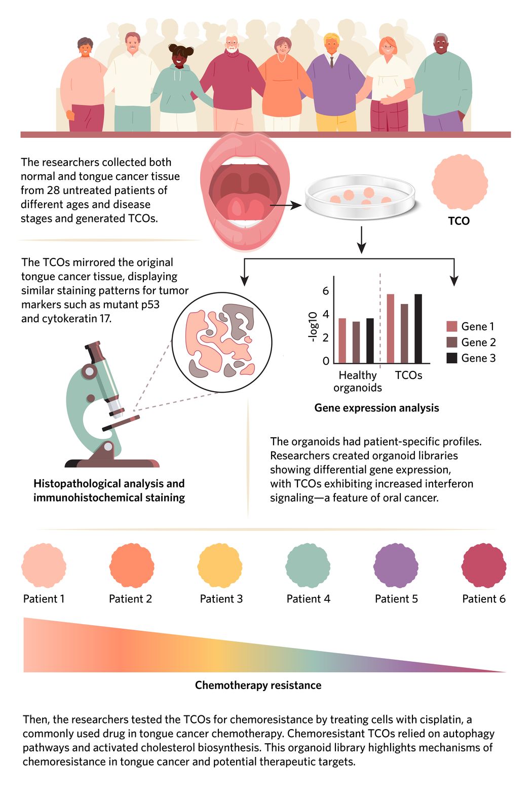 Image of tongue cancer organoids derived from a diverse pool of patients. Researchers assessed these organoids for oral cancer markers and gene expression. They also determined the chemotherapy resistance differences between the organoid samples.