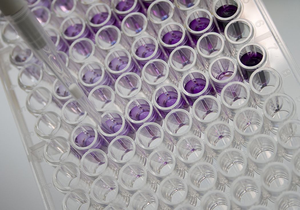A close-up image of a clear plastic 96-well plate with purple liquid inside the wells. A close-up image of a clear plastic 96-well plate with purple liquid inside the wells.