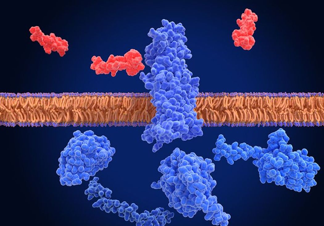 Medical illustration of the glucagon like peptide-1 receptor (GLPr) interacting with GLP-1 at the cell surface. Medical illustration of the glucagon like peptide-1 receptor (GLPr) interacting with GLP-1 at the cell surface.