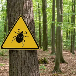 Yellow warning sign "beware of ticks" in the forest. Yellow warning sign "beware of ticks" in the forest.