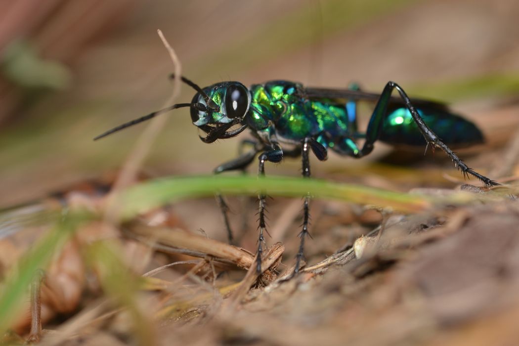 A close-up shot of a shiny green wasp with large black eyes. A close-up shot of a shiny green wasp with large black eyes.