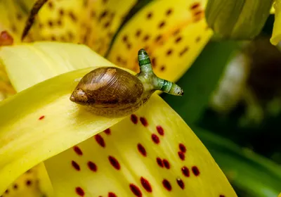 A brown-shelled snail with green and white striped eye stalks on the petals of a yellow tiger lily. A brown-shelled snail with green and white striped eye stalks on the petals of a yellow tiger lily.