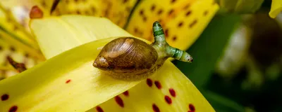 A brown-shelled snail with green and white striped eye stalks on the petals of a yellow tiger lily.