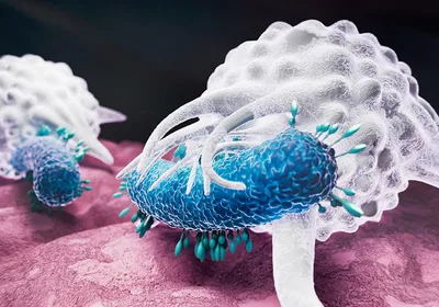 A 3D rendering of white macrophages engulfing blue bacteria. 
