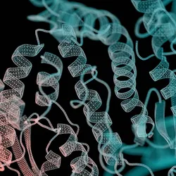 The three-dimensional structure of a GPCR protein, with pink and blue shaded alpha helices