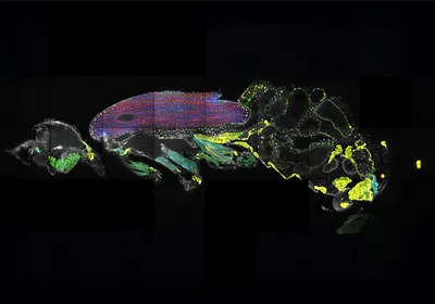 A color-annotated image of the muscles in the whole body of a fruit fly.