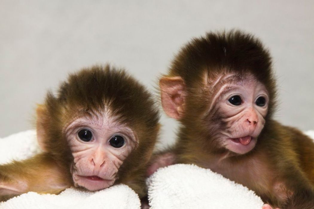 Two baby monkeys are propped up against a white sheet. Two baby monkeys are propped up against a white sheet.