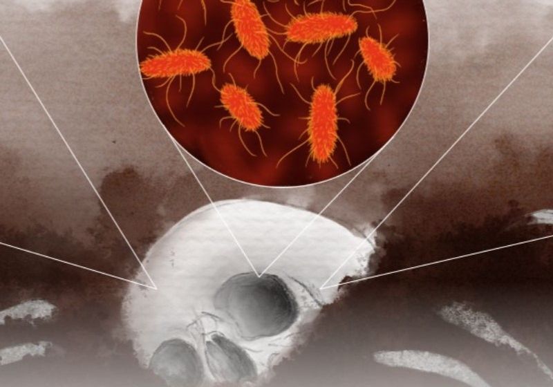 Biocrimmy Examples The Forensic Toolbox: DNA, Microbes, and Insects Help Decode a Crime ...