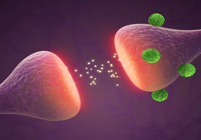 3D illustration of a neuron synapse, with yellow glowing neurotransmitters crossing the gap. Green spheres representing a ligand are bound to one synapse.