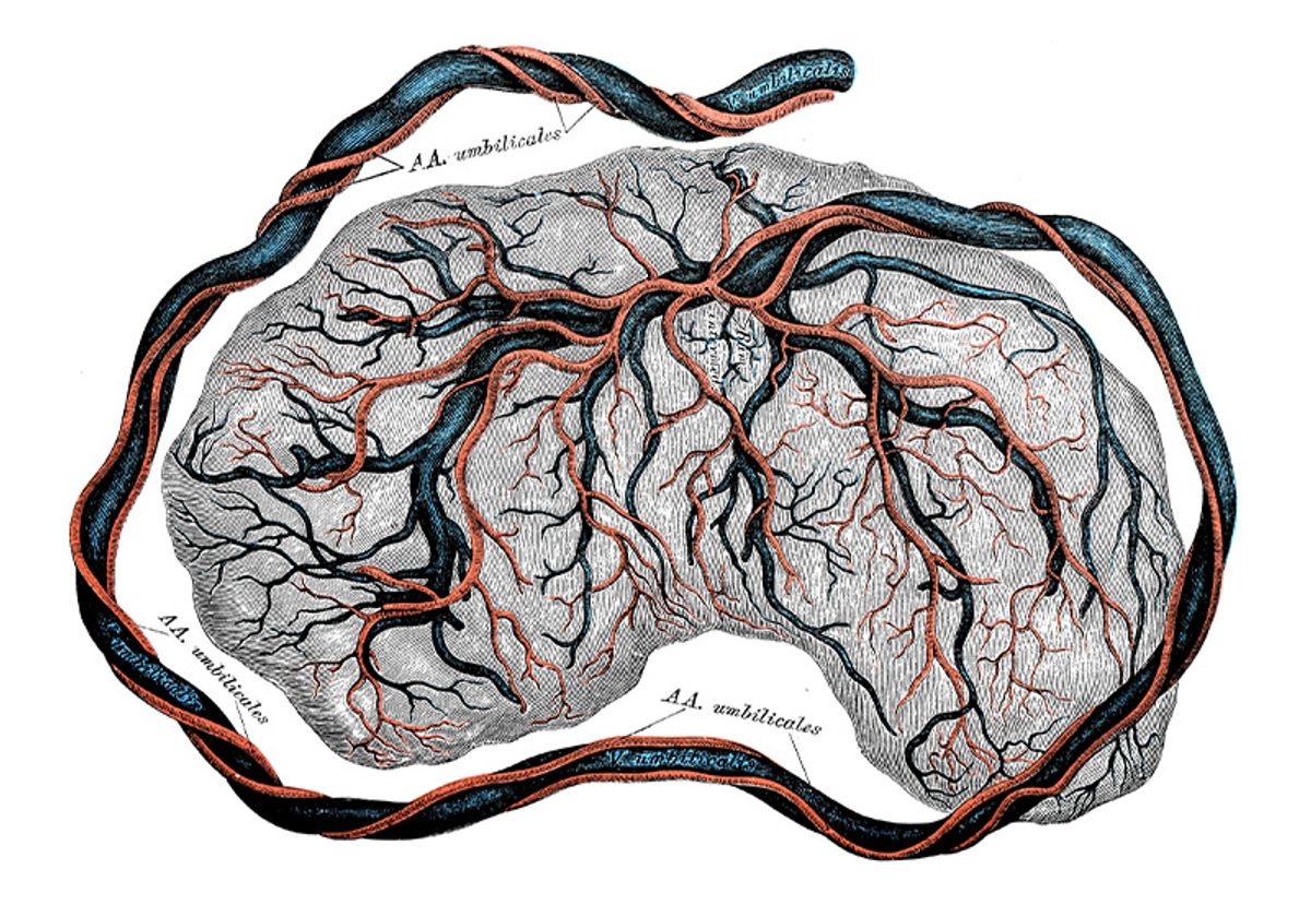 placentaheader-800x560-l.jpg