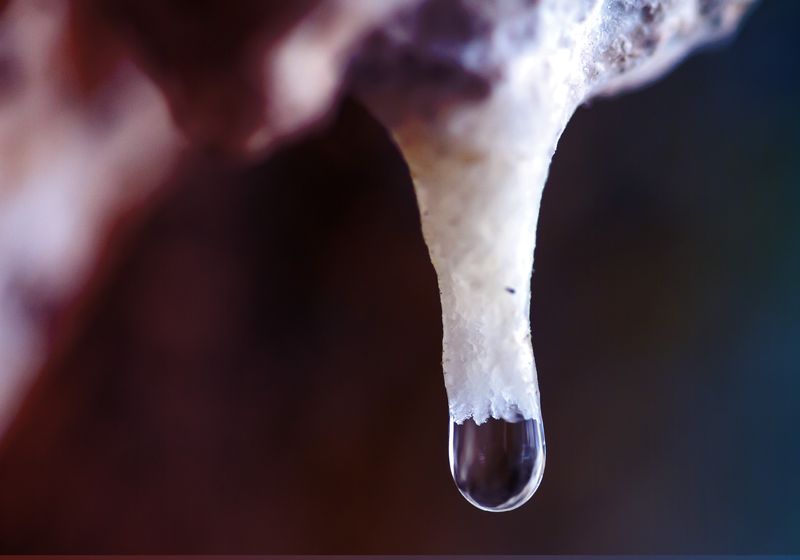 Fantastic Microbes and Where to Find Them