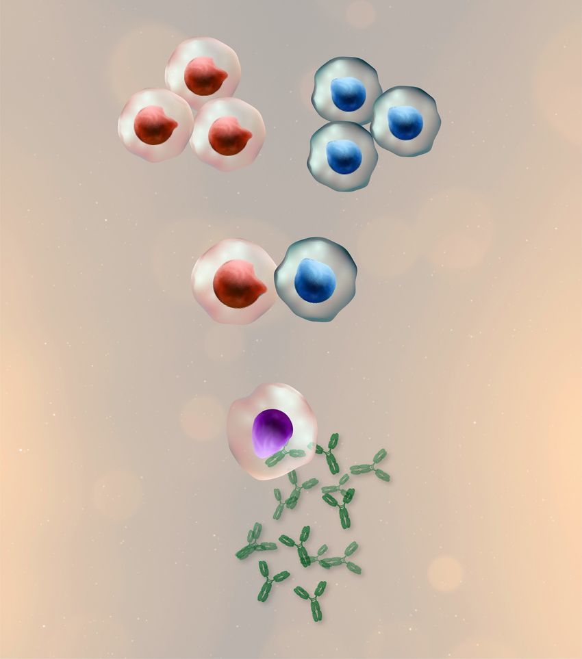 3D rendered image of multiple antibody-drug conjugate next generation antibodies