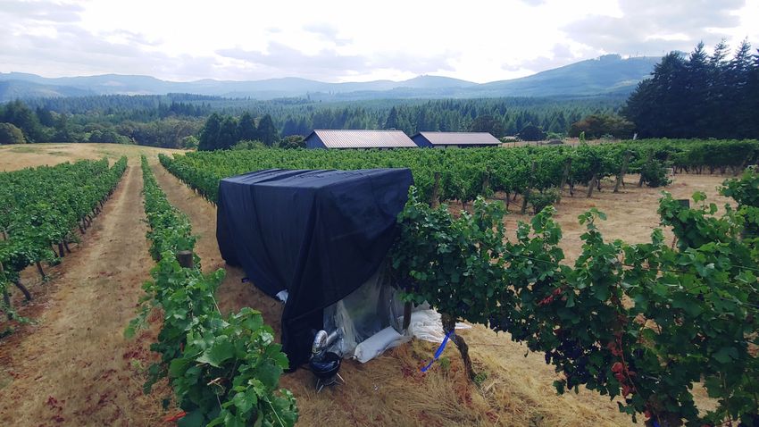 Image of a smoke experiment set up on top of a section of grapes in a vineyard. Image of a smoke experiment set up on top of a section of grapes in a vineyard.