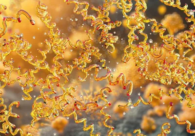 Many spiral-shaped orange Borrelia bacteria.