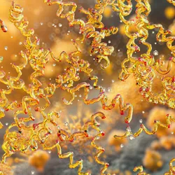 Many spiral-shaped orange Borrelia bacteria. Many spiral-shaped orange Borrelia bacteria.