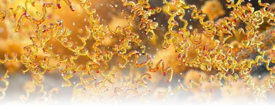 Many spiral-shaped orange Borrelia bacteria.