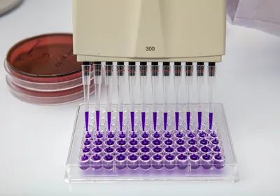 A photograph of a 12-channel pipette loading a purple solution into a 96-well plate.