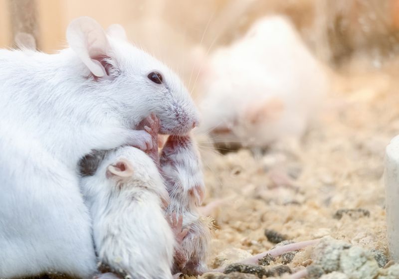 Maternal Iron Deficiency Can Trigger Sex Reversal in Mouse Embryos