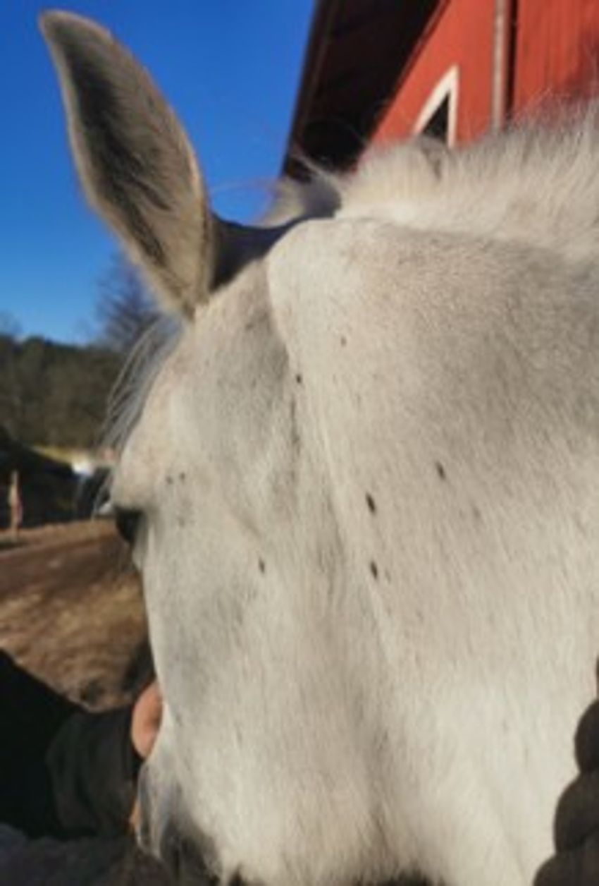 A white-colored horse with a few black patches near its jaw. A white-colored horse with a few black patches near its jaw.
