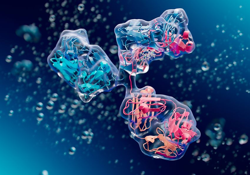 3D illustration of an antibody, displaying surface structure and internal domains