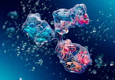 3D illustration of an antibody, displaying surface structure and internal domains
