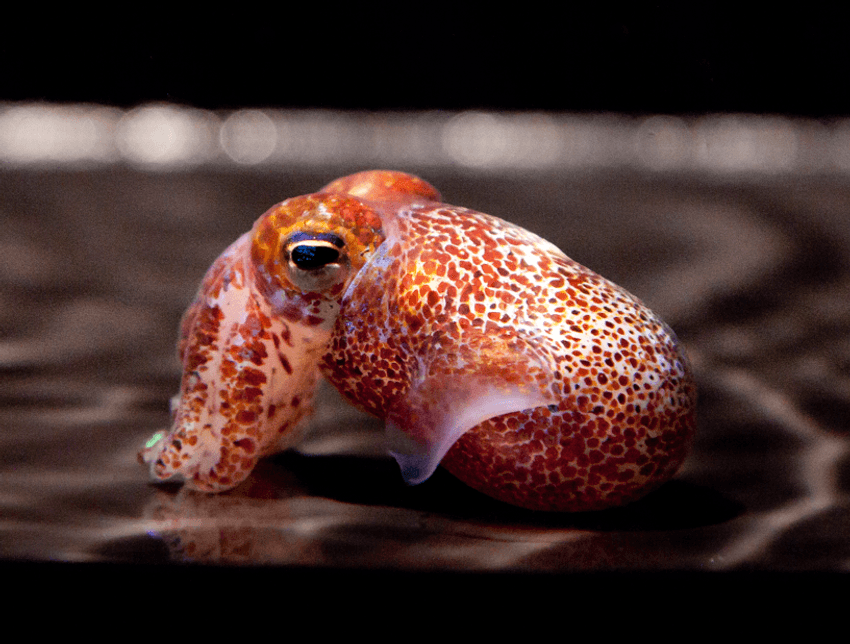 A squid with orange-colored patches resting on a brown-colored surface. A squid with orange-colored patches resting on a brown-colored surface.