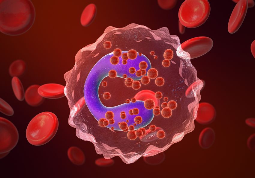 Image of an eosinophil in the bloodstream surrounded by red blood cells Image of an eosinophil in the bloodstream surrounded by red blood cells