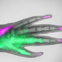 A transparent axolotl limb glowing magenta and green.