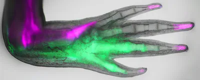 A transparent axolotl limb glowing magenta and green.